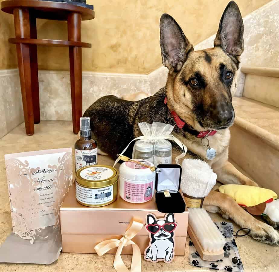 Fashion dog with box